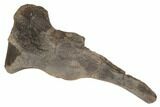 Partial Hadrosaur (Hypacrosaur) Ischium with Stand - Montana #192745-4